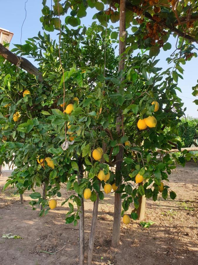 Casa Vacanze Il Frutteto Massa Lubrense Bagian luar foto